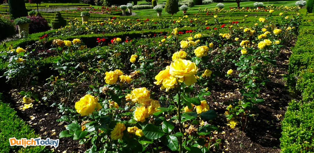 Vườn hoa hồng vệ nữ 