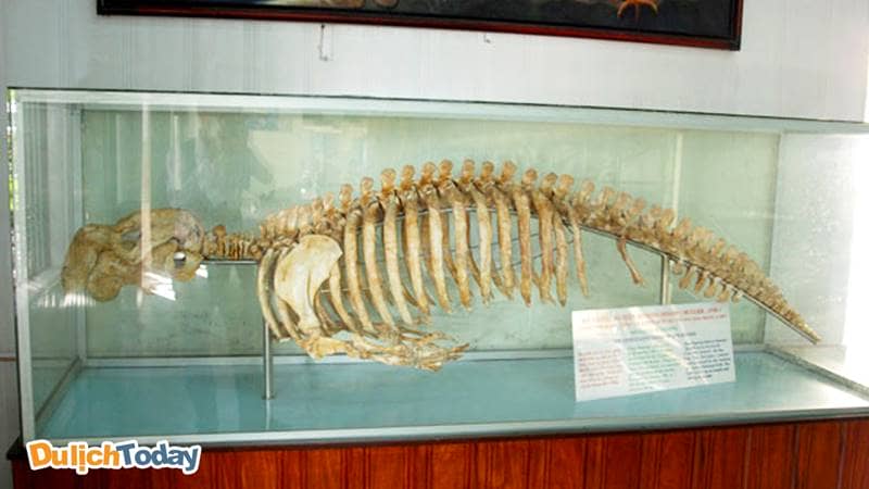 Bộ xương Bò biển - loài động vật đang có nguy cơ tuyệt chủng