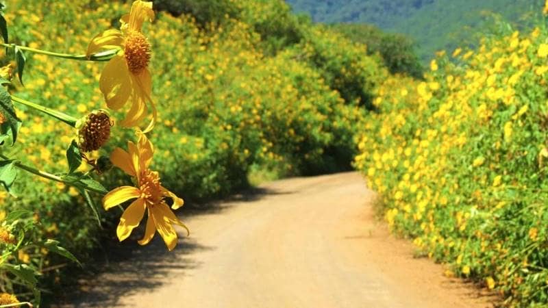 Đà Lạt mùa hoa dã quỳ ngập sắc vàng trên đường thị trấn Tà Nung và Làng hoa Vạn Thành. Nguồn: Internet