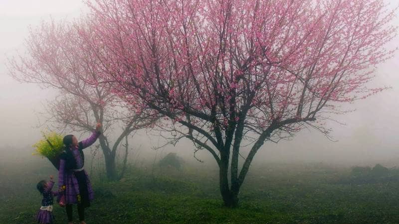 Ngắm cảnh đẹp Sapa mùa xuân - hoa đào nở ©internet