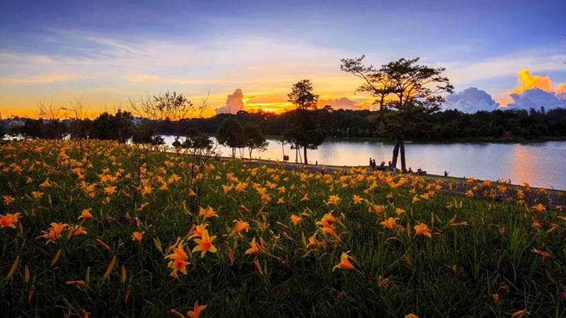 Cánh đồng hoa khoe sắc bên mặt hồ Xuân Hương Đà Lạt. Nguồn: Internet