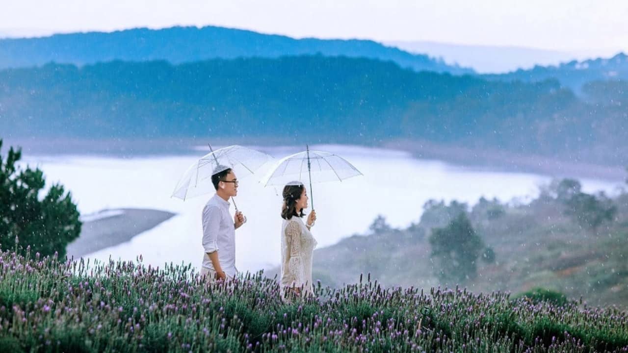 Chụp ảnh cưới cùng hoa Lavender