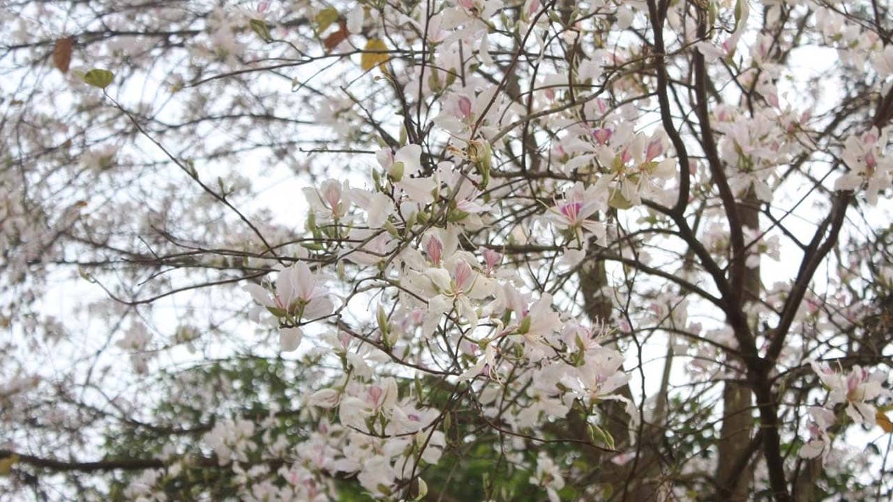 Hoa ban trắng tuyệt đẹp nở rộ trên cung đường tới Mộc Châu vào tháng 3. Nguồn: Internet