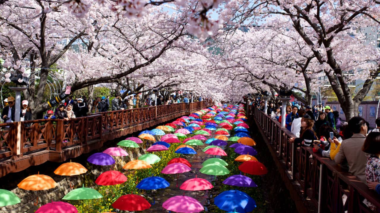 Lễ hội hoa anh đào lớn tại Jinhae Hàn Quốc. Nguồn: Internet