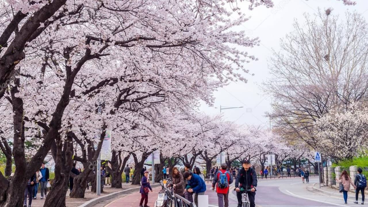 Thủ đô Seoul là nơi có hoa anh đào và các lễ hội nhiều nhât vào tháng 3. Nguồn: Internet
