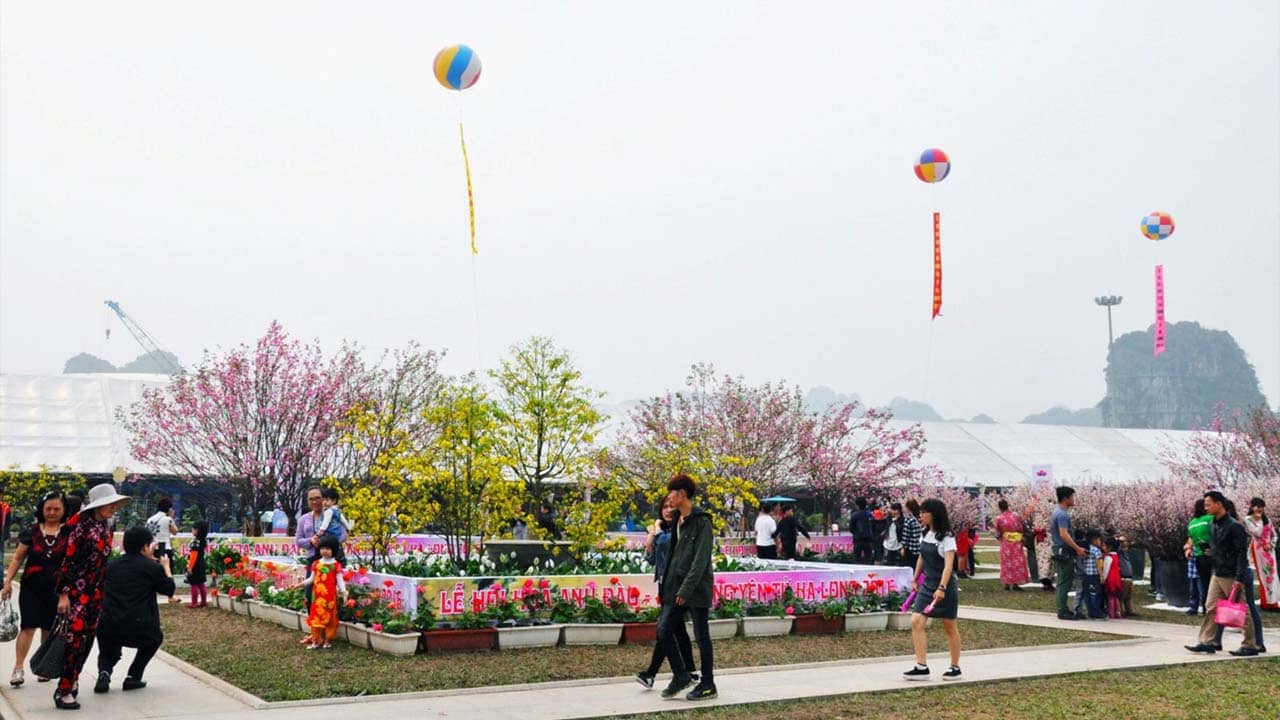 Lễ hội hoa anh đào - mai vàng ở Yên Tử, Quảng Ninh. Nguồn: Internet