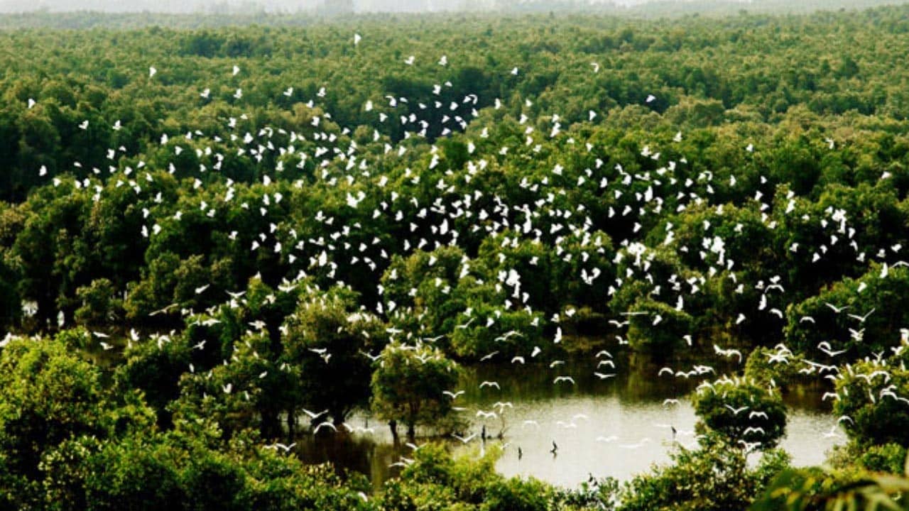  Cứ đến mùa Vườn Cò Bằng Lăng lại thu hút hơn 300.000 cá thể cò đến đây tạo nên bức tranh vô cùng ấn tượng
