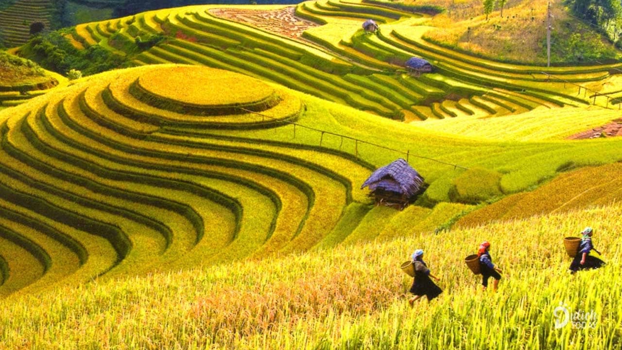 Cảnh đẹp Hà Giang mùa lúa chín với những ruộng bậc thang nhuộm màu vàng óng ả