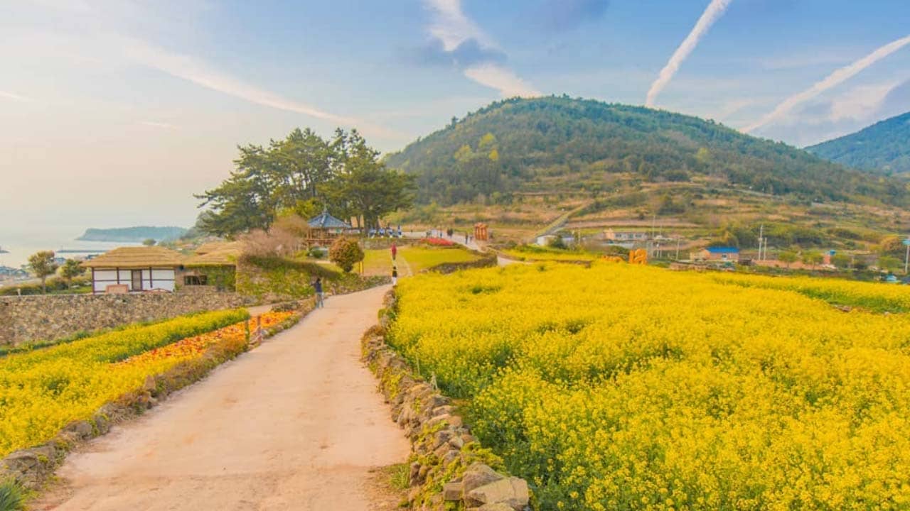 Hoa cải dầu vàng ươm dọc Đường Chậm Rãi số 1 thế giới, Đảo Cheongsando