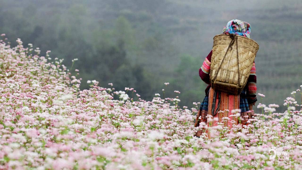 Hoa tam giác mạch chớm nở màu hồng phớt tại Hà Giang tháng 10