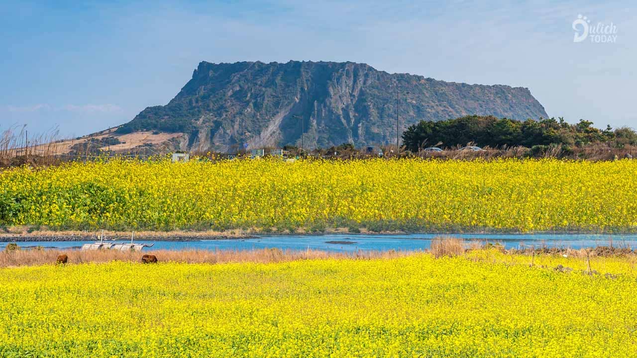 Cảnh đẹp Hàn Quốc say lòng du khách - cánh đồng hoa cải dầu bất tận 