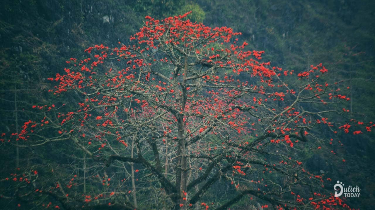 Cảnh đẹp Hà Giang tháng 3 là sắc đỏ của hoa gạo