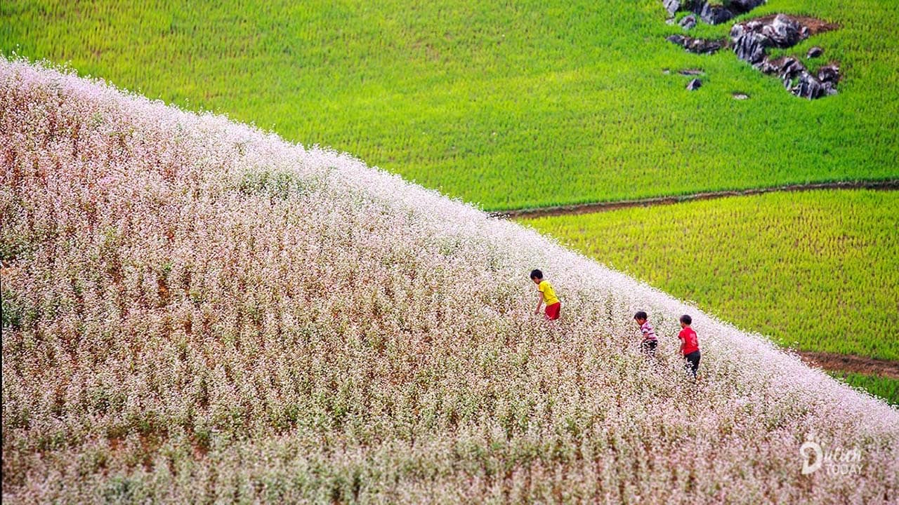 Du lịch Hà Giang ngắm hoa tam giác mạch ở xã Lũng Cú - điểm cực Bắc Việt Nam