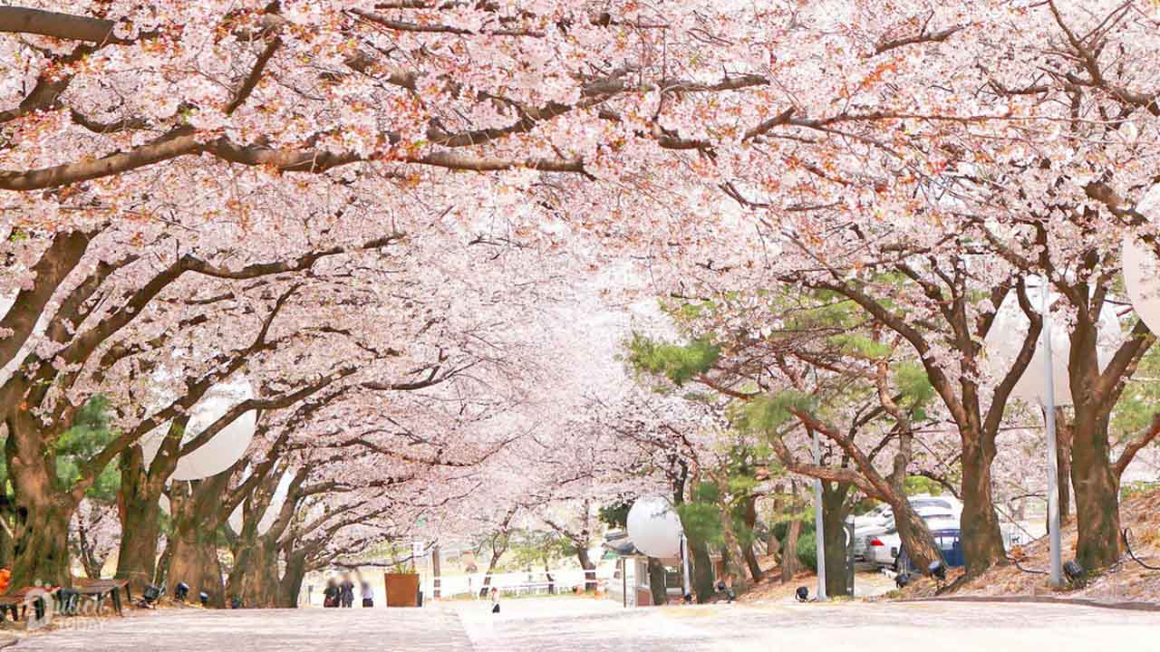 Du lịch Hàn Quốc mùa nào đẹp - mùa xuân với muôn hoa khoe sắc