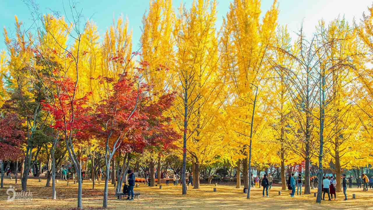 Du lịch Hàn Quốc mùa nào đẹp - mùa thu đầy thơ mộng, hữu tình