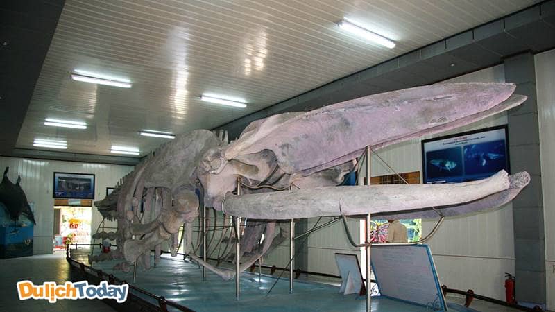 Bộ xương hóa thạch cá Voi lưng gù dài 18m, nặng 10m