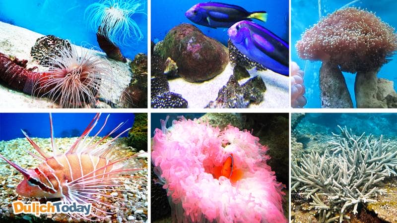 Các loài san hô và cá biển nhỏ xinh, đầy màu sắc