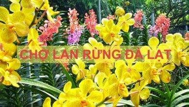 cho-lan-rung-da-lat