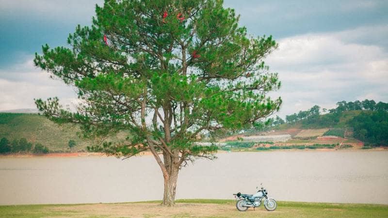Cây thông cô đơn bên hồ Tuyền Lâm