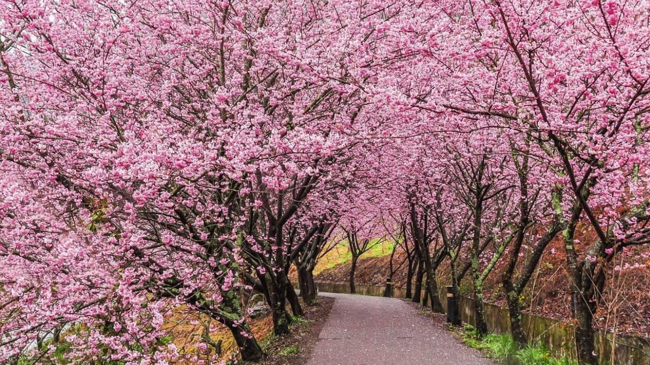Tháng 3 nên đi du lịch Đài Loan, nơi có hoa anh đào và các lễ hội hoa. Nguồn: Internet