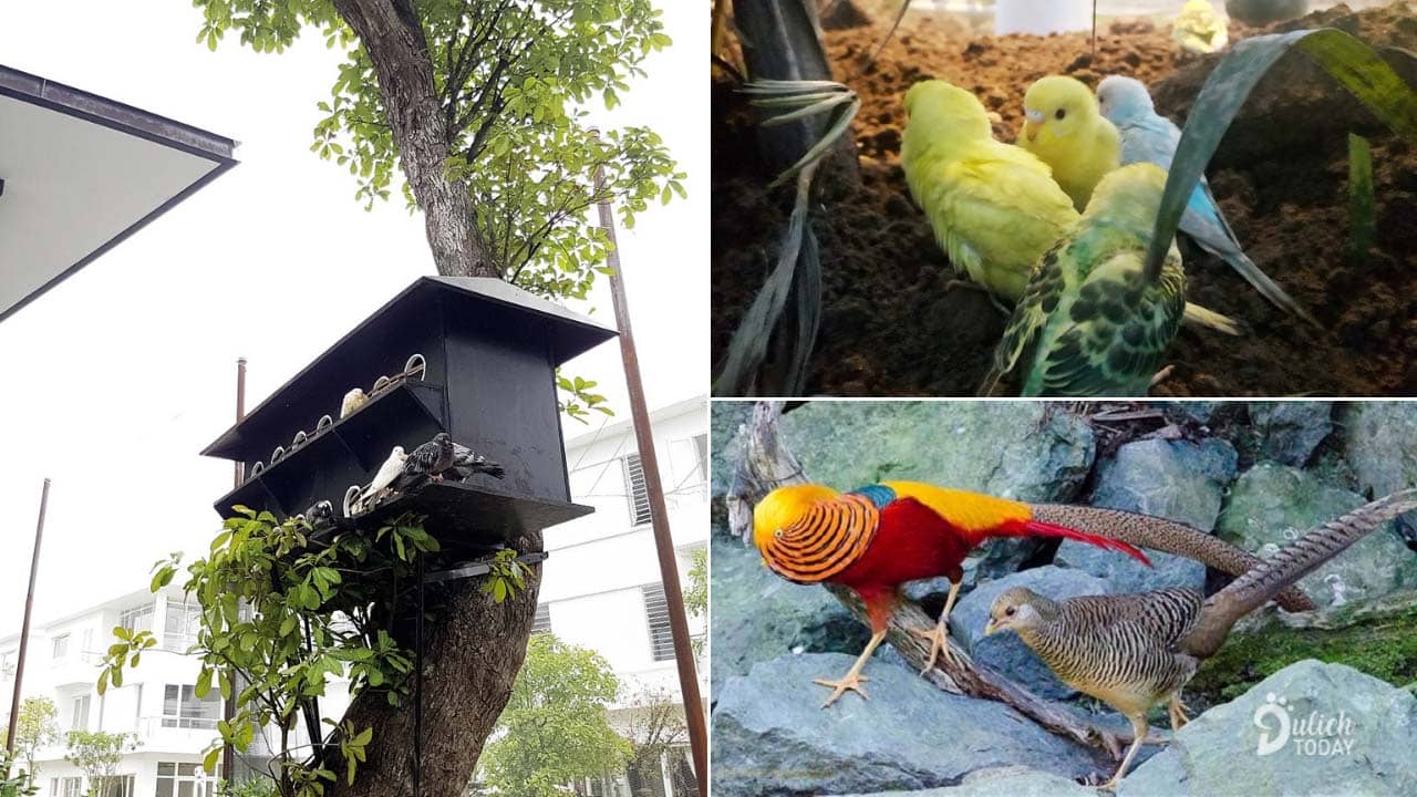 Vườn chim nhiệt đới là nơi bảo tồn nhiều giống chim quý hiếm