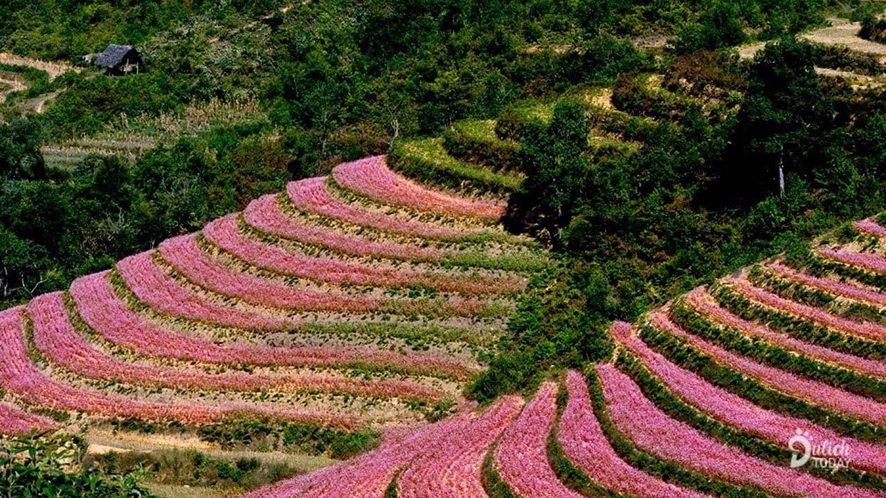 Tới cột cờ Lũng Cú ngắm hoa tam giác mạch ở Hà Giang và view trên cao tuyệt đẹp