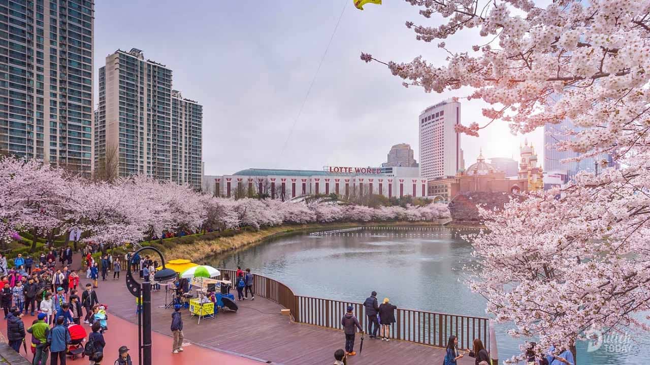 Công viên Yeouido được mệnh danh là nơi ngắm hoa anh đào đẹp nhất Seoul.