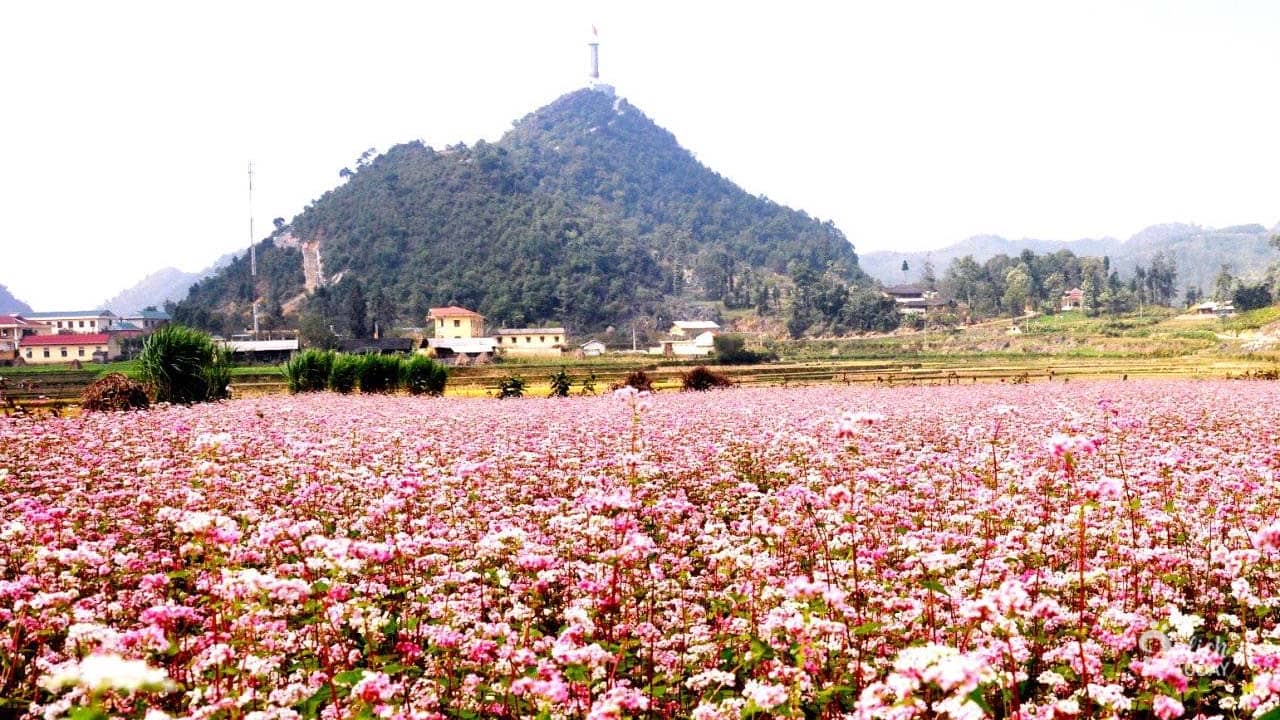 Du lịch Hà Giang ngắm hoa tam giác mạch ở bản Phó Bảng