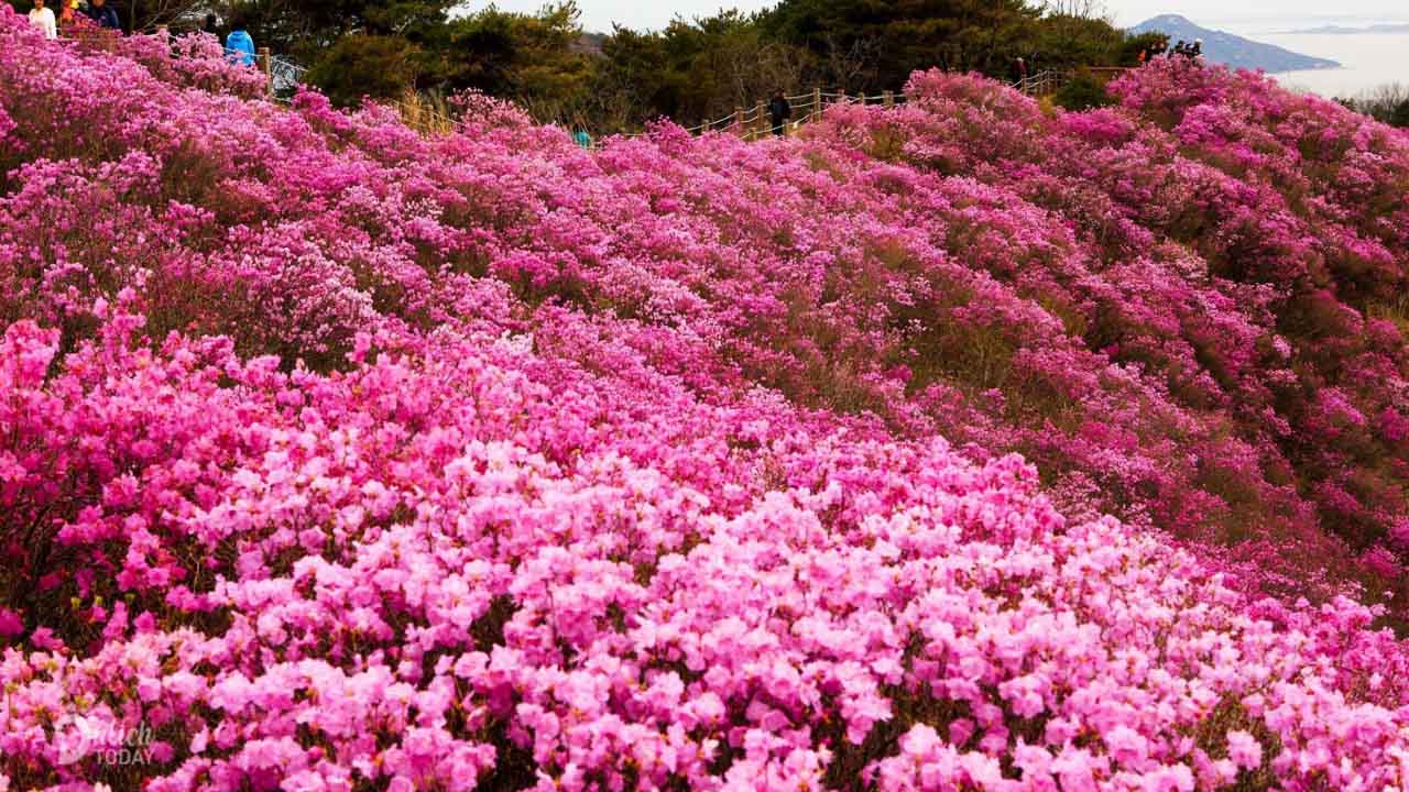 Cảnh đẹp Hàn Quốc thơ mộng với hoa đỗ quyên