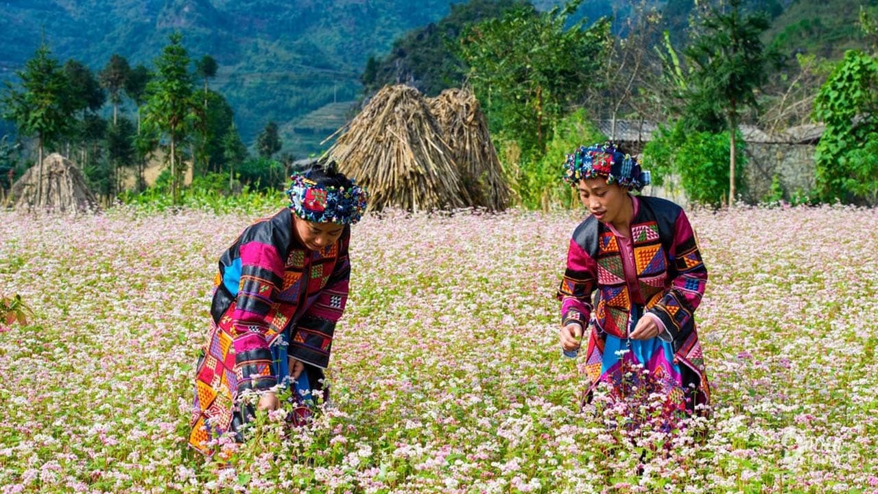 Ngắm thung lũng hoa tam giác mạch rộng mênh mông ở xã Phố Cáo huyện Đồng Văn