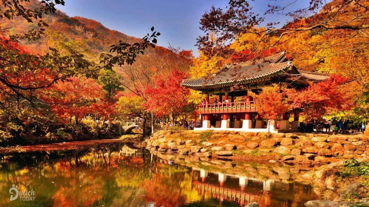 Lá phong rực đỏ cả trời thu Hàn Quốc