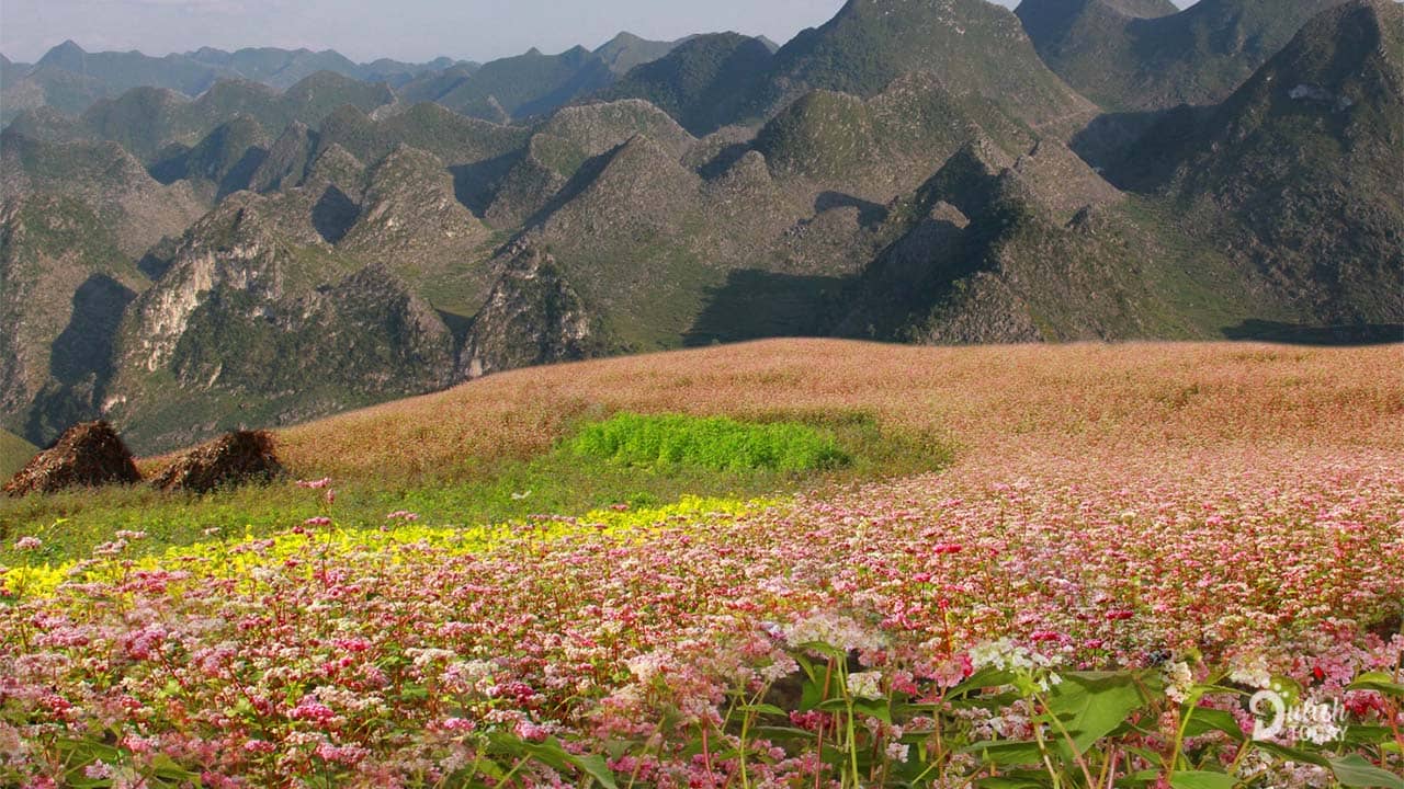 Tam giác mạch là loài hoa đẹp ở Hà Giang hấp dẫn hàng ngàn du khách tới vùng đất này 