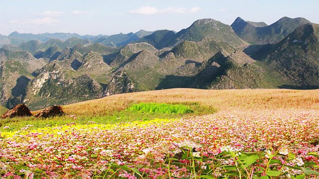 Những cánh đồng hoa tam giác mạch trải dài trên những sườn đồi xã Lũng Táo