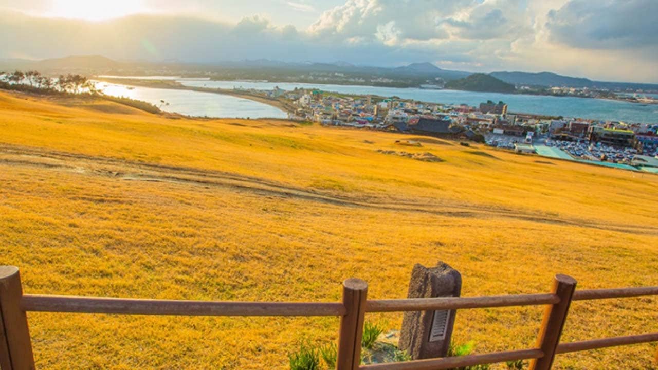  Ngắm sắc vàng mùa thu trên đảo Jeju