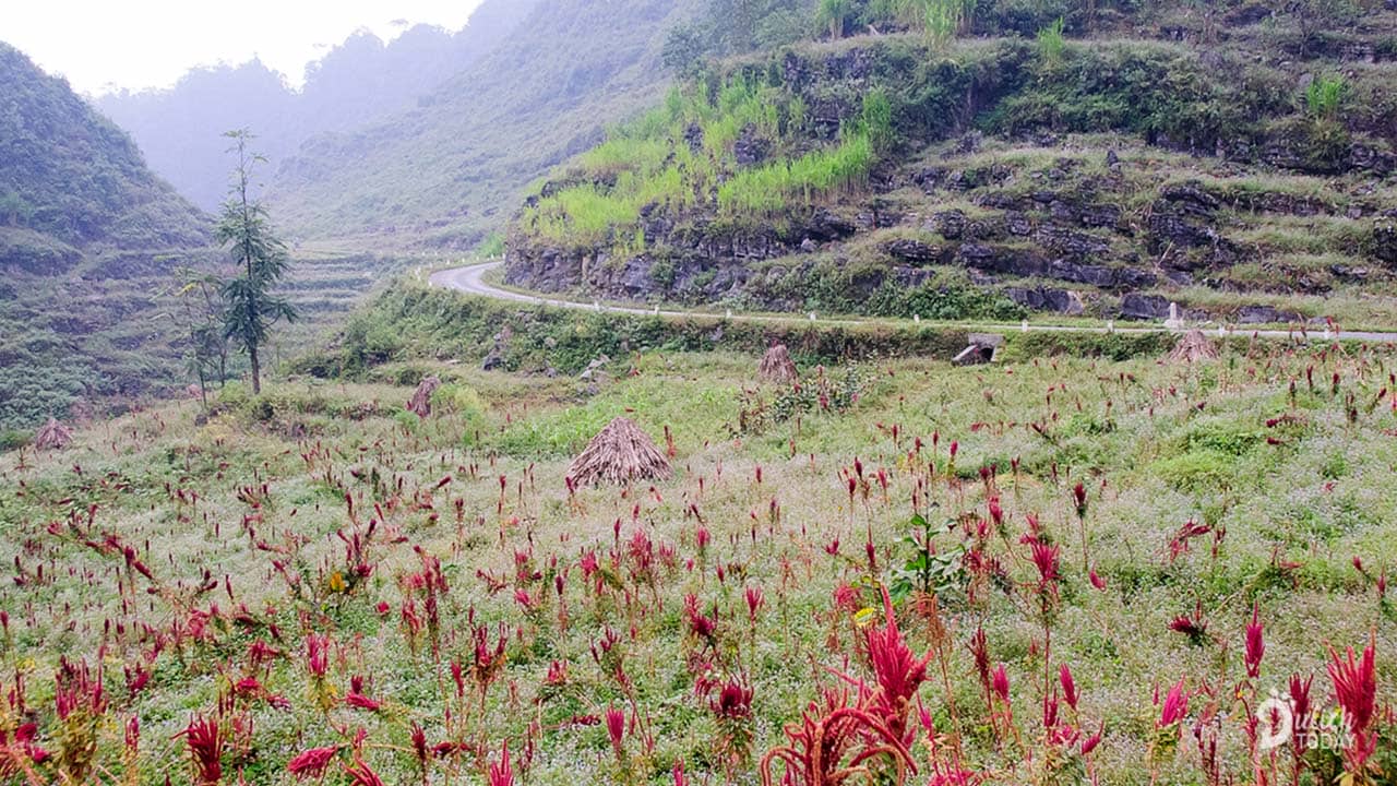 Tía đỏ màu hoa dền trên Hà Giang tháng 10