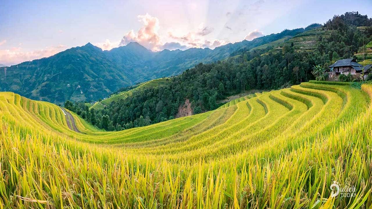 Xã Thông Nguyên Hoàng Su Phì là một trong những nơi sở hữu cánh đồng lúa vàng đẹp nhất Hà Giang