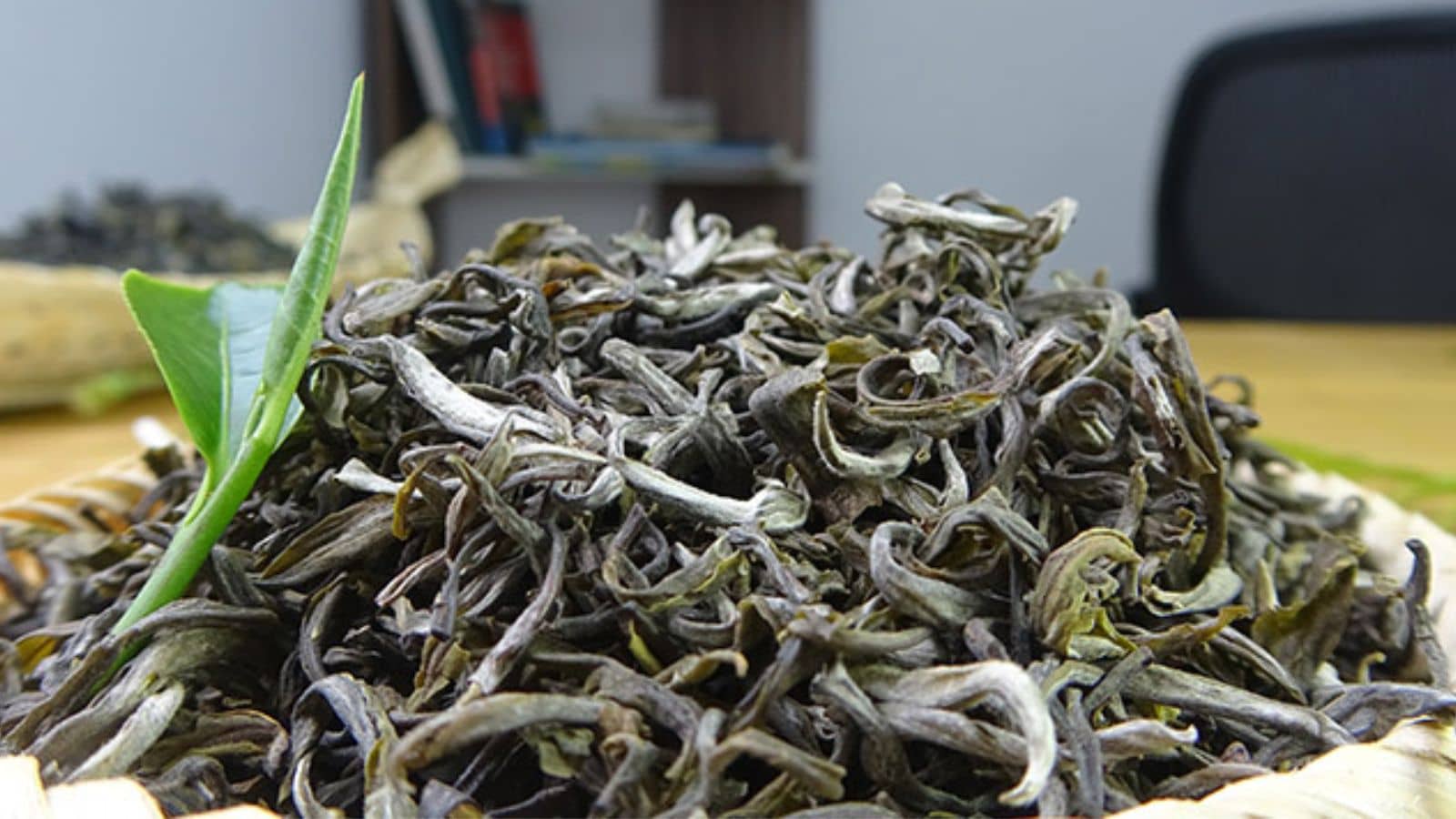 Búp trà Shan Tuyết Hà Giang to, có màu trắng xám, dưới lá trà phủ lớp lông tơ mịn màng