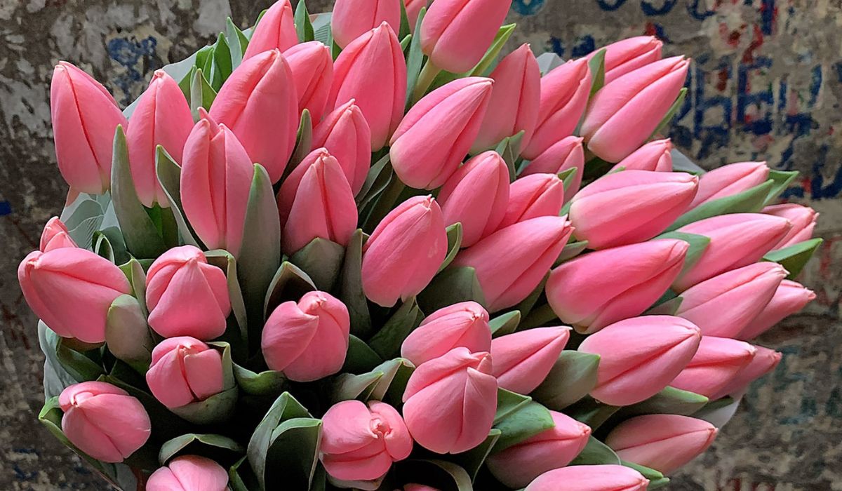 Những bó hoa Tulip mới nhất nhập khẩu tại tiệm Talia sẽ khiến bạn u mê