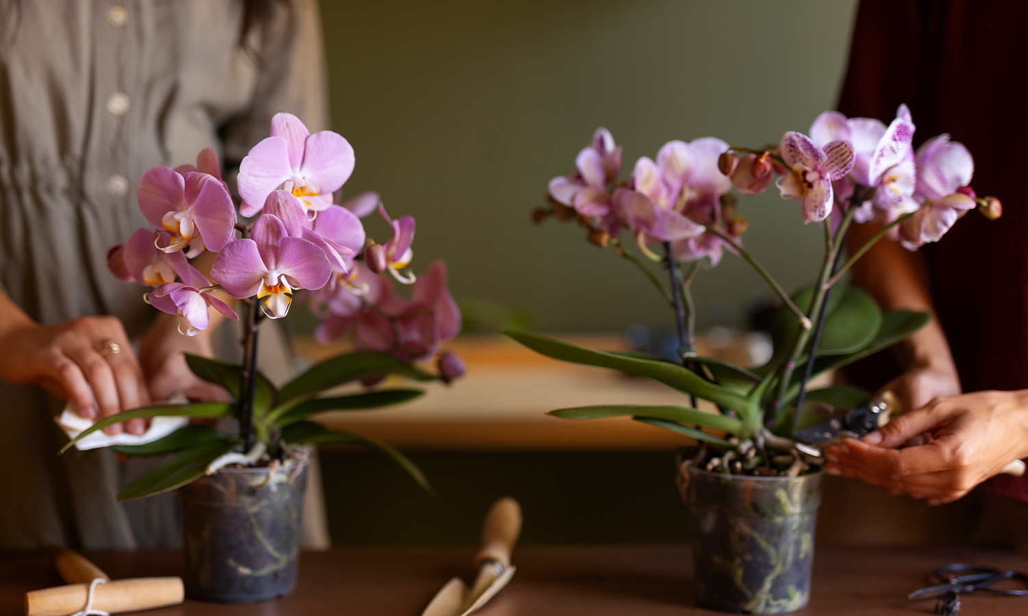 Tặng hoa hồng, hoa sen, hoa lan... hoặc cây bonsai tượng trưng cho tình yêu vĩnh cửu